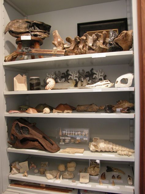 Zoologist Aesthetic Room, Dinosaur Room Aesthetic, Palentogist Aesthetic, Palaeontology Aesthetic, Archeology Aesthetic Room, Natural History Themed Room, Paleontologist Room Decor, Displaying Fossils, Paleontologist Aesthetic