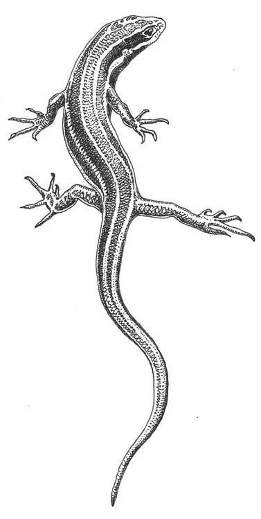 Western skink (Plestiodon skiltonianus) Drawings Of Reptiles, Skink Lizard Drawing, Vintage Lizard Illustration, Skink Lizard Tattoo, Leopard Gecko Drawing, Skink Tattoo, Whiptail Lizard, Reptile Tattoo, Lizard Drawing