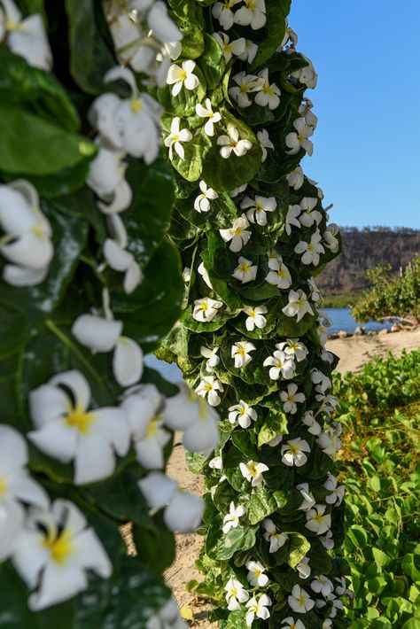 Frangipani flowers arch at Tropica Island Resort in Fiji photographed by Anais Photography Frangipani Wedding, Flowers Arch, Fiji Resort, Fiji Wedding, Wedding Set Up, Floral Arch, Island Resort, Wedding Florals, Post Wedding