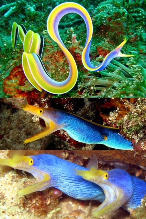 The ribbon eel or the leaf-nosed moray eel is an interesting species. They have unique life cycles that include not only three distinct color phases, but also full sexual transformations! ... Ribbon Eel, Moray Eel, Getting Older, Marine Fish, Pretty Animals, Beautiful Fish, Silly Animals, Zoology, Ocean Animals