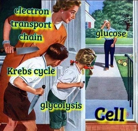 Rowing Memes, Biology Jokes, Elder Scrolls Memes, Biology Memes, Skyrim Funny, Biology Humor, Nerdy Jokes, Nerd Jokes, Funny Science Jokes