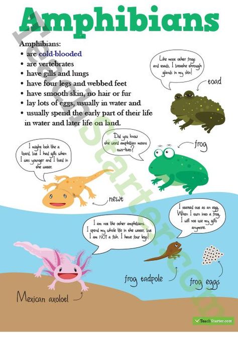 Animals Classification, Science 3rd Grade, Classification Of Animals, Vertebrates And Invertebrates, Kindergarten Anchor Charts, Science Anchor Charts, Montessori Science, 3rd Grade Science, Animal Classification