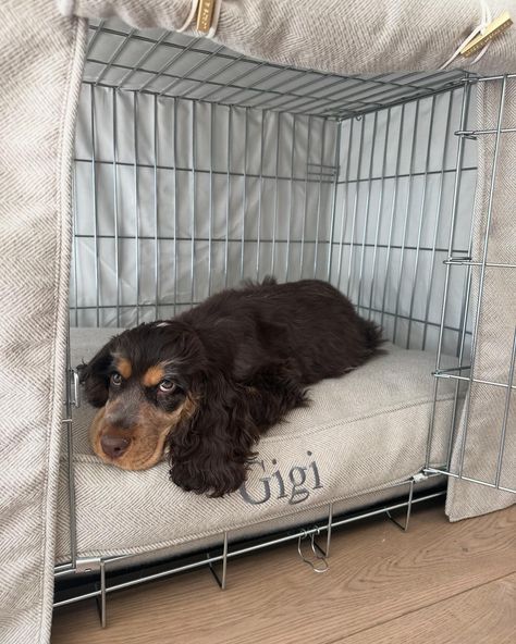 Dog Cage Aesthetic, Dog Cage Cover, Cage Aesthetic, Puppy Cage, Crate Cover, Dog Cage, Dog Cages, Herringbone Tweed, Cute Puppy