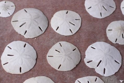 Sanddollar Crafts, Sand Dollar Crafts, Sand Dollar Decor, Easy Burlap Wreath, Sand Dollar Craft, Sand Dollar Art, Rock Projects, Sand Dollar Ornament, Beach Themed Crafts