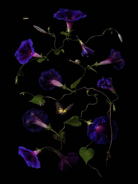 Bas Meeuws, Mughal botanical, Untitled #17, C-print on dibond behind acrylic. Photo Courtesy: Tasveer Edgy Flowers, Peony Photo, Goth Garden, Photography Series, Pressed Flower Art, Stunning Photography, Moon Flower, Acrylic Photo, Aesthetic Backgrounds