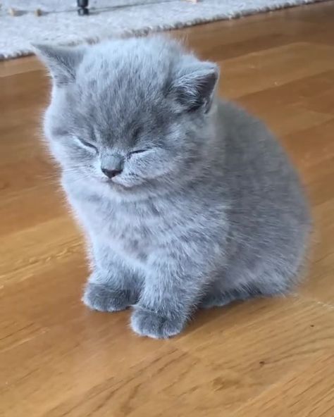 Grey Munchkin Cat, Cute Grey Kitten, Cute Gray Cat, Cute Grey Cat, Cats Gray, Fat Kitten, Gray Kitten, Gray Cats, Munchkin Kitten