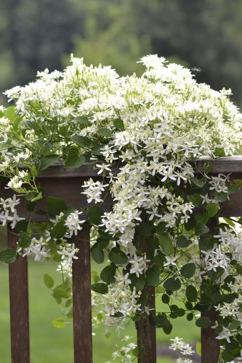 Sweet Autumn Clematis, Autumn Clematis, نباتات منزلية, Flowers Growing, Garden Vines, Moon Garden, Have Inspiration, White Gardens, Climbing Plants