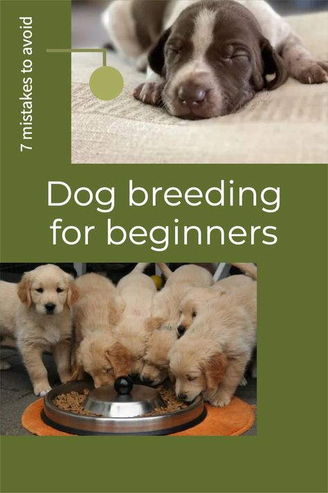 Tips For Breeding Dogs, How To Breed Dogs, Dog Welping Rooms, How To Become A Dog Breeder, Breeding Kennel Ideas, Caring For Puppies, Puppy Take Home Kit From Breeder, Puppy Breeding Kennel, Breeder Puppy Pack Ideas