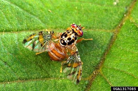 Mediterranean fruit fly (photo credit: Scott Bauer, USDA Agricultural Research Service, Bugwood.org) Mediterranean Fruit, Fly Bait, Fruit Fly, Mediterranean Plants, Garden Calendar, Insect Pest, Johanna Basford Coloring Book, Fruit Flies, Web Project