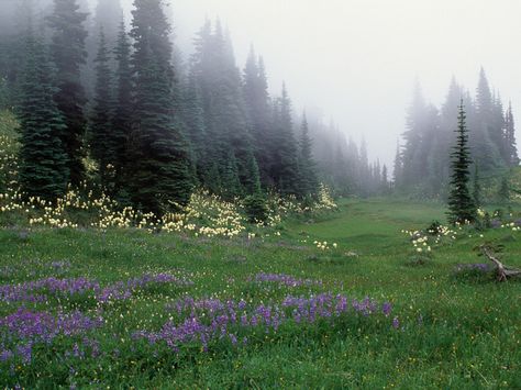 misty pines in meadow of purple flowers Misty Flower Field, Misty Waterflower, Dark Meadow, Foggy Washington Forest, Majestic Places, Wilderness Living, Misty Meadow, Forest Meadow, Ireland Aesthetic