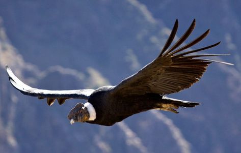 Andean Condor, California Condor, Machu Picchu Peru, Folk Tales, Birds Of Prey, Machu Picchu, Bird Watching, Bolivia, Animals Friends