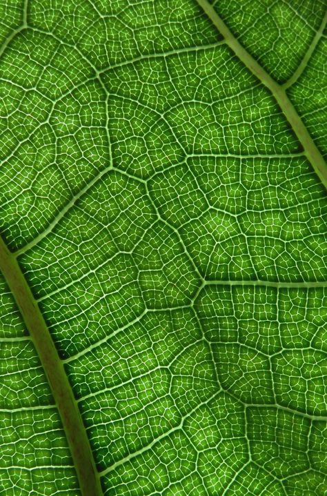 Leaf Microscope, Spiritual Flowers, Photos Of Trees, Leaf Veins, Microscopic Photography, Geometry In Nature, Micro Photography, Plant Texture, Photos Flowers