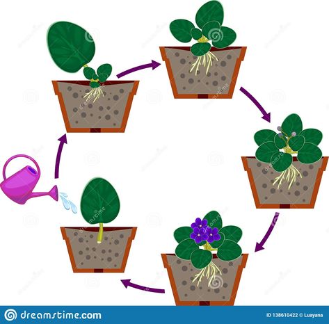 Vegetative Floral Design, Vegetative Reproduction, Biology Notes, Propagating Plants, African Violets, Plant Growth, Stock Vector, Vector Illustration, Planter Pots