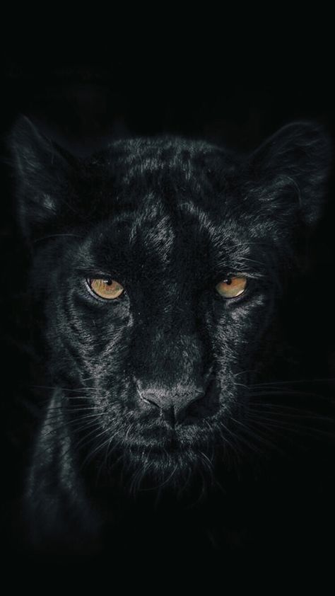 Lisa Photo, Jaguar Wallpaper, Cats Pics, Black Panther Cat, Regard Animal, Pitbull Tattoo, Panther Cat, Animal Spirit Guide, Black Panther Art