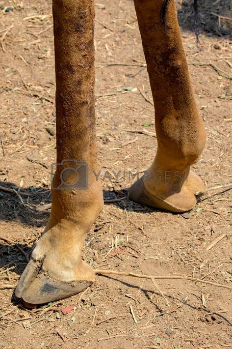 Side View Of Face, Giraffe Images, Background Winter, Yay Images, Amazing Animals, On The Ground, Wild Animals, Side View, Vector Background