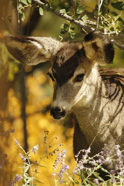 Female Deer With Antlers, Deer Poses Reference, Creepy Deer, Deer Female, Female Elk, Deer Character, Herd Of Deer, Female Deer, Deer Photography