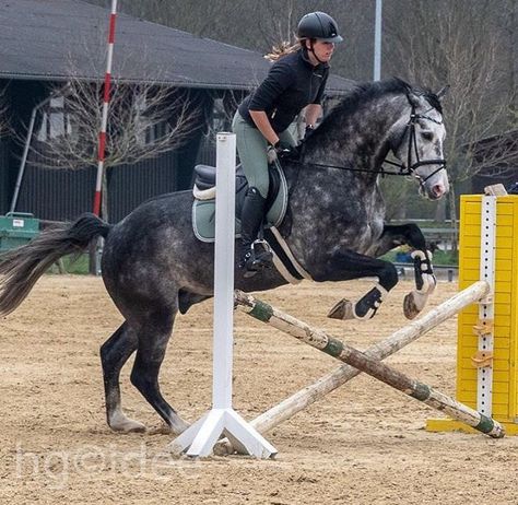 Horse Jumping Cross Rails, Horse Jumping Small Jumps, Horse Free Jumping, Horse Riding Jumping, Horses Jumping, Horse Riding Aesthetic, Jumping Horse, Show Jumping Horses, Beautiful Horse Pictures