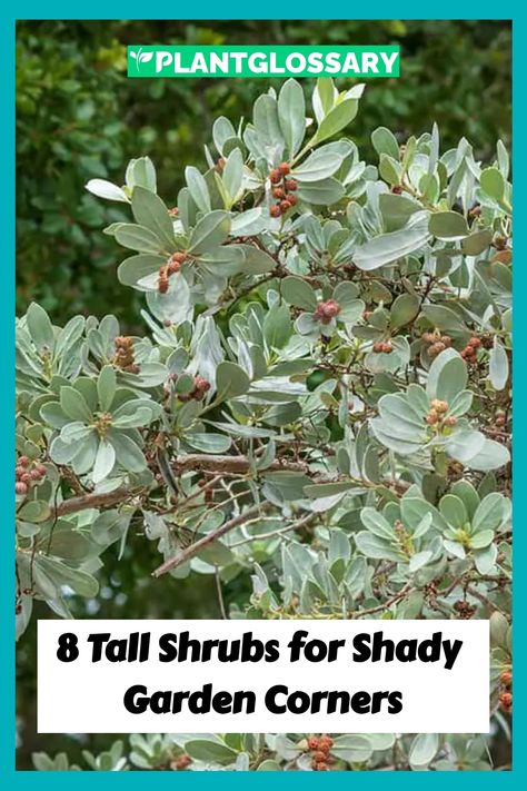 Embrace the cool, quiet corners of your yard with these 8 tall shrubs for shade, ideal for crafting a serene and verdant landscape. Shrubs For Shade, Shady Garden, Tall Shrubs, Low Maintenance Shrubs, Shade Shrubs, Laurus Nobilis, Easy Plants To Grow, Evergreen Plants, Woodland Garden