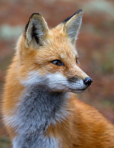 Vulpes Vulpes, Fantastic Fox, Fox Photography, Fox Images, Fox Pictures, Foxes Photography, Animal Study, Pet Fox, Fox Art