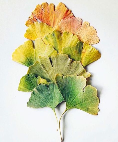 Ginko Biloba, Gingko Leaves, Leaf Crafts, Leaf Drawing, Backyard Diy Projects, Before Midnight, Ginkgo Leaf, Green Lifestyle, Tree Leaves