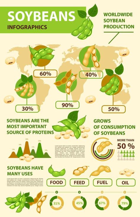 Soy and soybean infographics, beans production Agriculture Ideas, Beastars Oc, Packaging Snack, Maned Wolf, Soy Bean, Soy Beans, Biology Notes, Soybean Oil, Vector Portrait