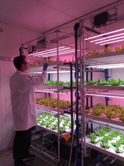 Hydroponic Room, Greens Colours, Container Farming, Biofilic Design, Model Needed, Indoor Hydroponic Gardening, Smart Farm, Indoor Farming, Farming System