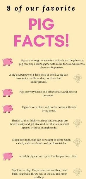 Happy Monday! Check out these 8 fun facts about pigs! Learn more and order your copy of Sprig the Rescue Pig at Stone Pier Press! Facts About Farm Animals, Pig Poster Ideas For Fair, 4h Pigs, Fair Animals, Mercy Watson, Pig Quotes, Cow Facts, National Pig Day, Pig Facts