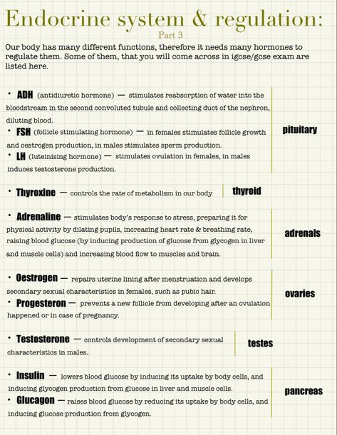 Endocrine Glands And Hormones Chart, Endocrine System Notes Nursing Schools, Hormone Notes, Endocrine System Hormones Notes, Osmoregulation Notes, Reproductive System Nursing Notes, Malaria Notes, Endocrine System Notes Aesthetic, Dual Enrollment Aesthetic