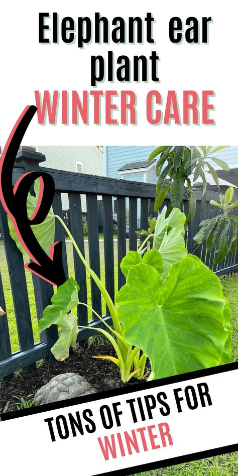 When frost threatens, elephant ear plant winter care is essential. Find out how to shield these beauties from the cold in our guide. Elephant Ear Bulbs, Elephant Plant, Winter Care, Sensitive Plant, Elephant Ear Plant, Overwintering, Lily Plants, Winter Plants, Elephant Ears