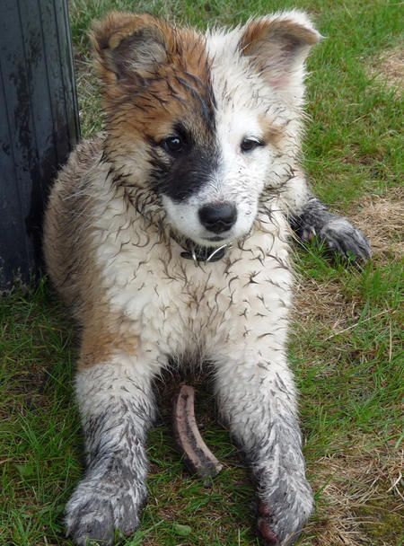 Icelandic Sheepdog Sheep Dog Puppy, Icelandic Sheepdog, Love My Dog, Charles Darwin, Beautiful Dogs, Big Dogs, Animals Friends, Dog Life, I Love Dogs