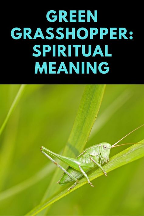 What is the spiritual meaning of green grasshopper? Home Meaning, Green Grasshopper, Spiritual Health, Spiritual Meaning, Spiritual Awakening, Spirit Animal, Read More, The House, Meant To Be