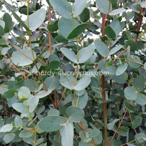 Can I grow eucalyptus indoors? Grow Eucalyptus Indoors, Eucalyptus Plant Indoor, Grow Eucalyptus, Tree Garden, Eucalyptus Tree, Specimen Trees, Seeded Eucalyptus, Garden Shrubs, Growing Seeds