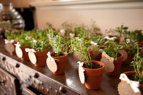 Potted Herb Wedding Favors Herb Table, Herbs Wedding, Wedding Flower Arrangements Fall, Fall Flower Pots, Plant Wedding Favors, Herb Wedding, Potted Herbs, Spring Wedding Favors, Garden Wedding Favors