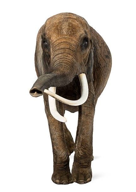 African Elephant, Front View, Elephant, Animals, White