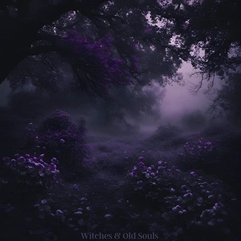 Dark Purple Vintage Aesthetic, Dark Wisteria Aesthetic, Green And Purple Widget, Moody Purple Aesthetic, Dark Purple Flowers Aesthetic, Purple Rose Aesthetic, Purple Spiritual Aesthetic, Black Purple Aesthetic, Dark Whimsical Aesthetic