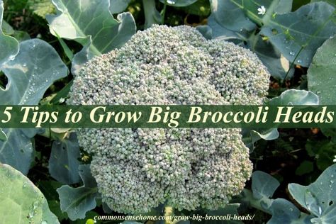 Broccoli Growing, Grow Broccoli, Dirt Therapy, Tomato Problems, Tomato Growers, Broccoli Plant, Growing Broccoli, Tomato Growing, Growing Organic Tomatoes