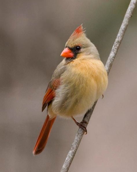 Female Cardinal Drawing, Female Cardinal Bird, Cardinal Aesthetic, Female Cardinal Tattoo, Painting Cardinals, Cardinal Photography, Female Cardinals, Cardinal Pictures, Cardinal Birds Art