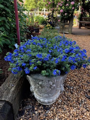 To Deadhead or Not to Deadhead... | Proven Winners Oklahoma Landscaping, Blue Flowering Shrubs, Pot Hias, Cyperus Papyrus, Bigleaf Hydrangea, Blue Flower Wallpaper, Blue Plants, Container Gardening Flowers, Pot Plants