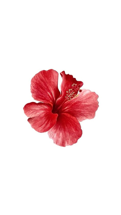 Hibiscus flower Hibiscus Flower Wallpaper Aesthetic, Flower Lockscreen, Pretty Wallpaper Ipad, Pink Flowers Wallpaper, Cute Summer Wallpapers, Summer Wallpapers, Pretty Backgrounds, Hormone Balance, Apple Watch Wallpaper