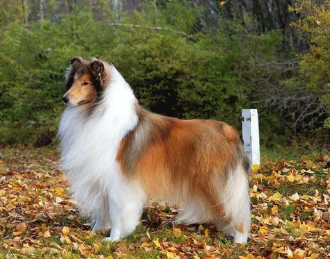 Rough Collies, Sheltie Dogs, Bearded Collie, Dog List, Australian Shepherd Dogs, Dog Photograph, Rough Collie, Herding Dogs, Purebred Dogs