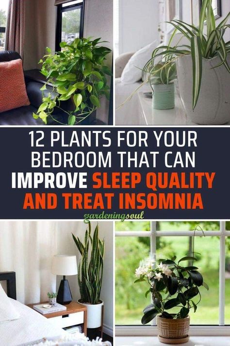 Soil Microorganisms, Best Plants For Bedroom, Natural Air Purifier, Plant Study, Natural Beauty Recipes, Natural Homes, Air Purifying Plants, Homemade Cleaning Products, Bedroom Plants