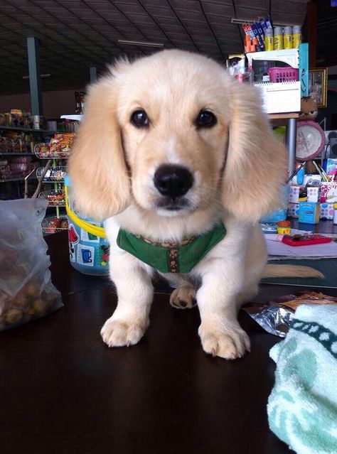 Mixed dog: golden retriever dad & beagle mom Beagle Golden Retriever Mix Puppies, Golden Retriever Mix Puppies, Dog Golden Retriever, Golden Retriever Mix, Beagle Mix, Golden Retriever, Puppies, Dogs, Animals