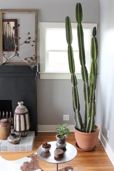 How to Grow Cacti Indoors another in honor of granny a back half wall of cacti sitting on top I will have! Large Indoor Cactus Plants, Potted Cactus Indoor, Peruvian Cactus, Cactus Indoors, Indoor Cactus Plants, Cactus Indoor, Growing Cactus, How To Grow Cactus, Cactus House