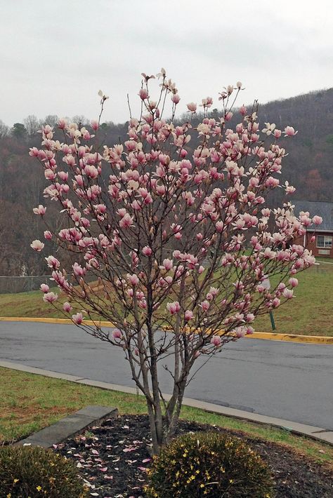 March 2016: Star Magnolia tree on a rainy day at Pheasant Ridge, Roanoke, Va., by Paula Kelley Ward 443 Greenwich, Star Magnolia, Red Magnolia, Planting Design, Magnolia Tree, Houses Ideas, Flowers Gardening, Roanoke Va, Magnolia Trees