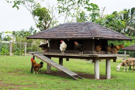 Small Chicken Coops, Chicken Coop Garden, Chicken Coop Run, Coop Design, Backyard Chicken Farming, Best Chicken Coop, Beautiful Chickens, Chicken Coop Designs, Chicken Garden