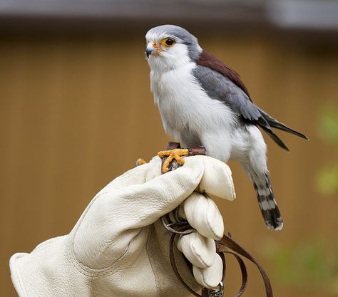 Pygmy Falcon Pygmy Animals, Pygmy Falcon, Raptors Bird, Small Lizards, Kestrel, Birdwatching, Pretty Birds, Weird Animals, Birds Of Prey