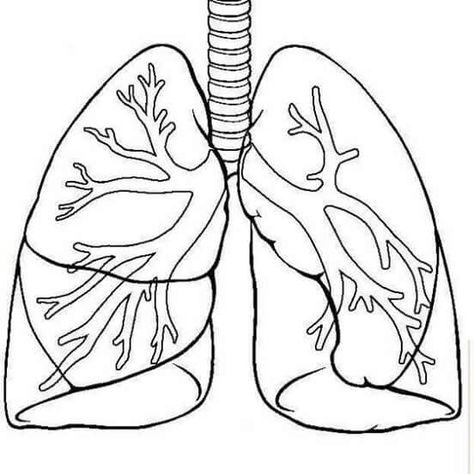 Dibujo pulmones para imprimir. Lungs Art Anatomy, Respiratory System Drawing, Lungs Drawing, Human Respiratory System, Human Body Science, Human Body Unit, Human Body Systems, Heart Drawing, Arte Inspo