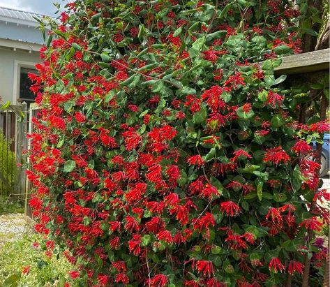 Trumpet Honeysuckle Vine, Trumpet Honeysuckle, Honeysuckle Vine, Fall Fruits, Powdery Mildew, Climbing Vines, Attract Butterflies, Garden Tips, Plant Collection