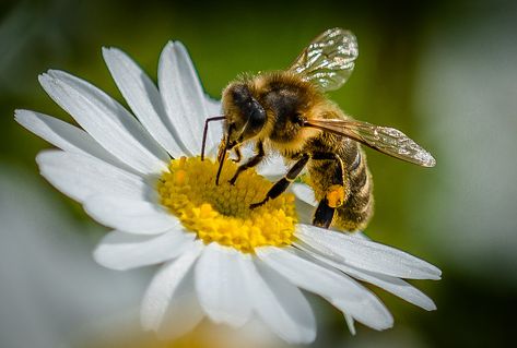 Foto Macro, Bee Images, Bee Pictures, I Love Bees, Bee Painting, Bee Photo, Bees And Wasps, Bee Friendly, Bee Tattoo