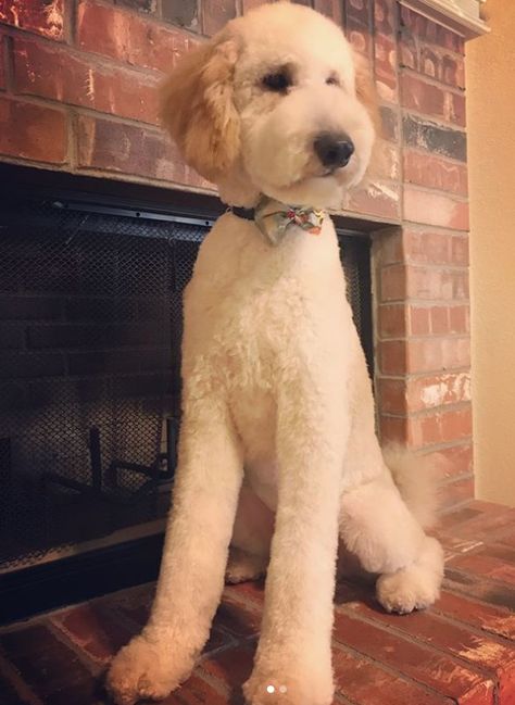 Goldendoodle Grooming Haircuts, Goldendoodle Summer Haircut, Goldendoodle Haircut Styles, Golden Doodle Haircut, Poodle Teddy Bear Cut, Doodle Haircuts, Labradoodle Grooming, Poodle Haircuts, Goldendoodle Haircuts